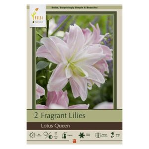 Fragrant Double Lily – Lotus Queen – 2 Pack