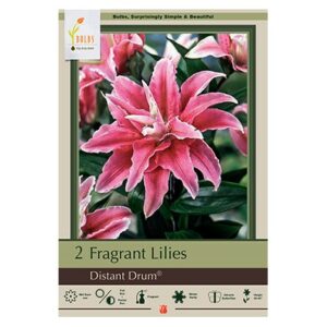 Fragrant Double Lily – Distant Drum® – 2 Pack