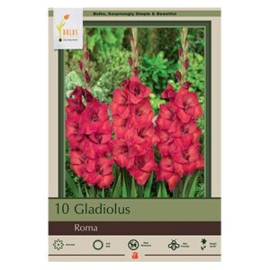 Gladiolus Large Flowering – Roma – 10 Pack