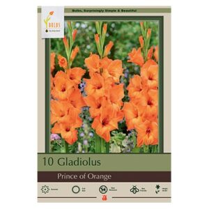 Gladiolus Large Flowering – Prince Orange – 10 Pack