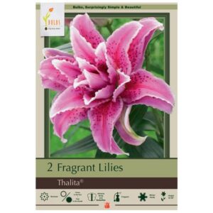 Fragrant Double Lily – Thalita – 2 Pack