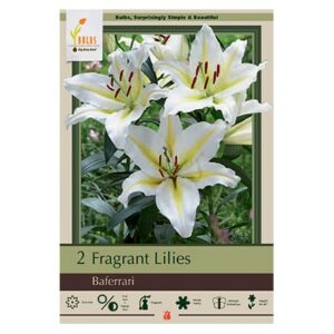 Fragrant Lily – Baferarri – 2 Pack