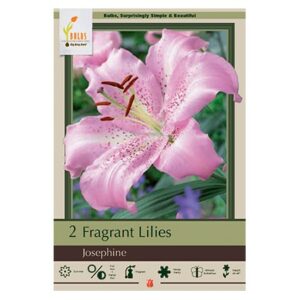 Fragrant Lily – Josephine – 2 Pack