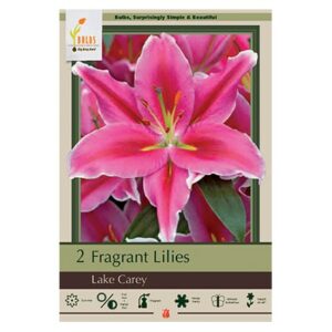 Fragrant Lily – Lake Carey – 2 Pack