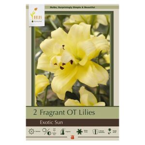 Hardy Double Trumpet Lily – Exotic Sun – 2 Pack