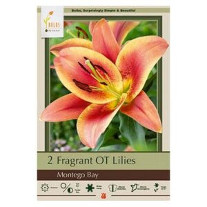 Fragrant Trumpet Lily – Montego Bay – 2 Pack