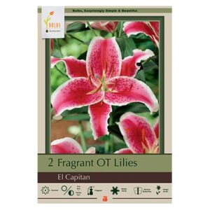 Fragrant Trumpet Lily – El Capitan – 2 Pack