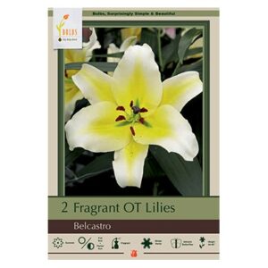 Fragrant Trumpet Lily – Belcastro – 2 Pack