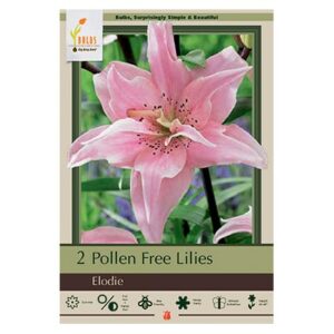 Pollen Free Lily – Elodie – 2 Pack