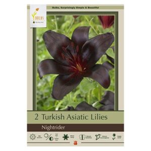 Turkish Asiatic Lily – Nightrider – 2 Pack