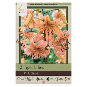 Tiger Lily – Pink Giant – 2 Pack