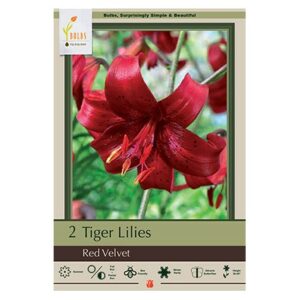 Tiger Lily – Red Velvet – 2 Pack