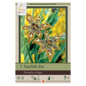 Starfish Iris – Ferraria Crispa – 1 Pack