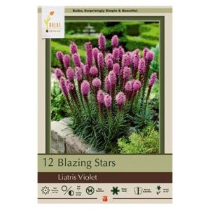 Blazing Stars – Liatris Spicata – Violet – 12 Pack