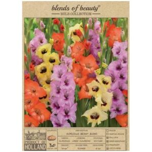 Gladiolus Large Flowering – Bright Blend – 30 Pack