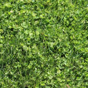 Sod – Microclover – DIRECT SHIP