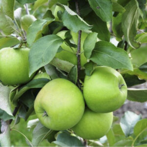 Semi-Dwarf Granny Smith Apple Tree – #7 Container