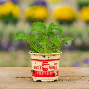 Kale – Vates – 4″ Pot