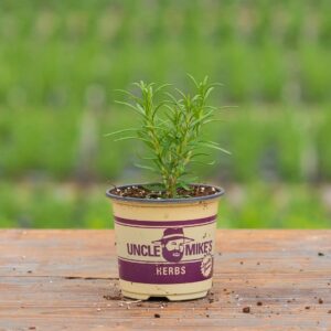 Rosemary – Barbecue – 4″ Pot