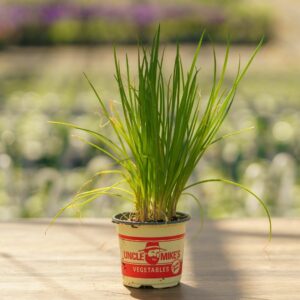 Bunching Onion – Parade – 4″ Pot