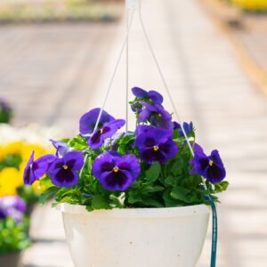 Pansy – Matrix Deep Blue Blotch – 10″ Hanging Basket