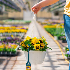 Pansy – Matrix Yellow Blotch – 10″ Hanging Basket