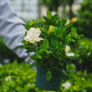 Gardenia Bush – 6″ Pot