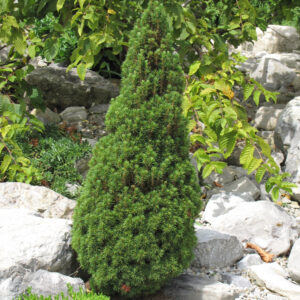 Dwarf Spruce – Jean’s Dilly – #1 Container