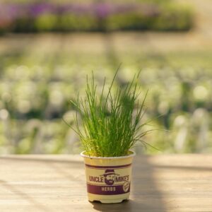 Chives – 4″ Pot