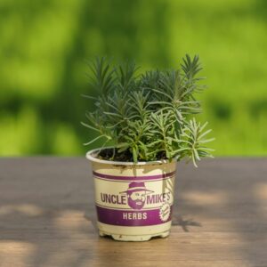 Lavender – Munstead – 4″ Pot