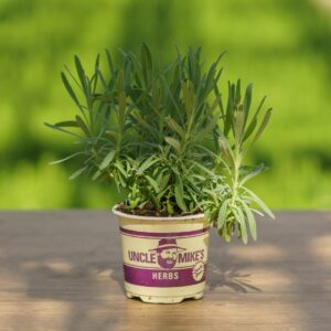 Lavender – Provence – 4″ Pot