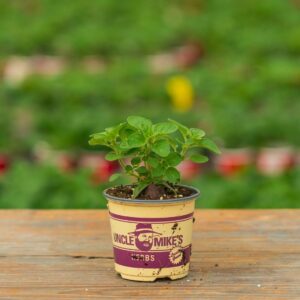 Oregano – Greek – 4″ Pot