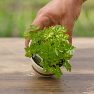 Parsley – Italian – 4″ Pot