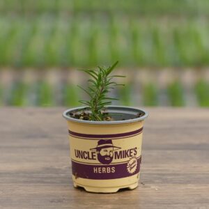 Rosemary – Tuscan Blue – 4″ Pot