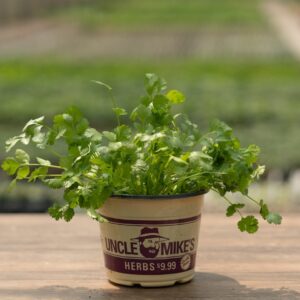 Cilantro – Santo – 6.5″ Pot