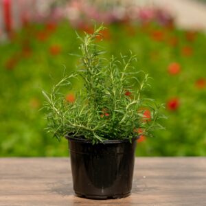 Rosemary – Barbeque – 6.5″ Pot