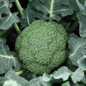 Broccoli – Destiny – 4″ Pot