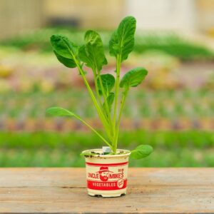 Brussel Sprouts – Jade Cross – 4″ Pot