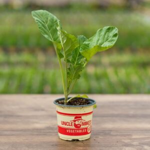 Collard Greens – Georgia – 4″ Pot