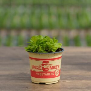 Lettuce – Buttercrunch – 4″ Pot