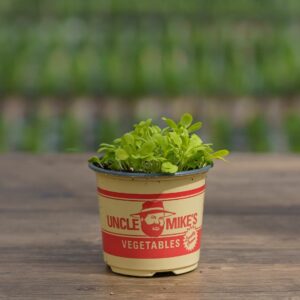 Lettuce – Iceberg – 4″ Pot