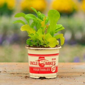 Lettuce – Mesclun Mix – 4″ Pot