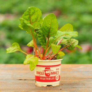 Swiss Chard – Bright Lites – 4″ Pot