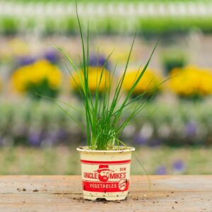 Leek – Broad London – 4″ Pot