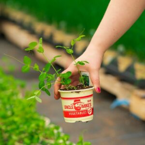 Peas – Dwarf Grey Sugar – 4″ Pot