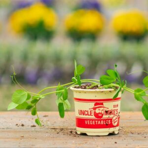 Peas – Sugar Snap – 4″ Pot