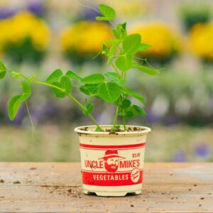 Peas – Tall Telephone – 4″ Pot