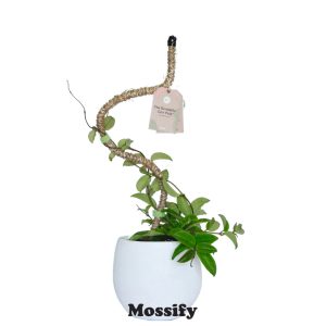 Original Bendable Coir Pole – Mossify – 30″