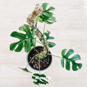 Mossify Original Bendable Moss Pole 16″ (Pins Included)