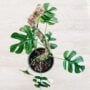 Mossify Original Bendable Moss Pole 30″ (Pins Included)